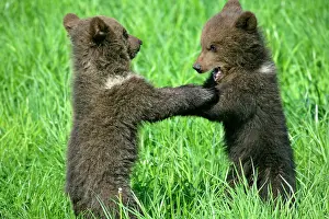 Brawling: Brown Bear - two cubs playing and brawling standing