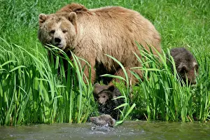 Lakeshore: Brown Bear - female adult with three cubs at a