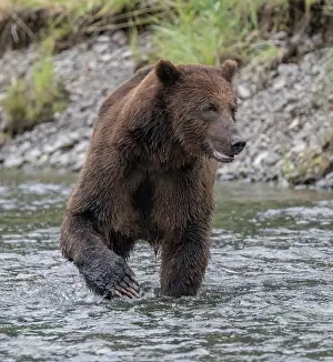 Dangerous: Brown bear fishes for salmon