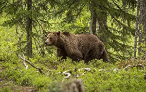 100918: Brown Bear - on forest - Kainuu, Finland