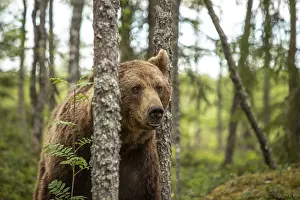 100918: Brown Bear - on forest - Kainuu, Finland