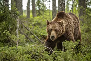 Brown Bear - on forest - Kainuu, Finland