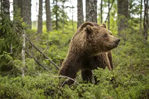 100918: Brown Bear - on forest - Kainuu, Finland