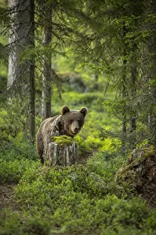 100918: Brown Bear - on forest - Kainuu, Finland