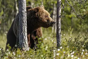 Brown Bear - on forest - Kainuu, Finland