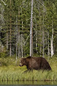 100918: Brown Bear - on forest - Kainuu, Finland