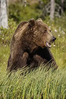 100918: Brown Bear - on forest - Kainuu, Finland