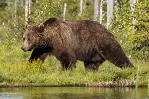100918: Brown Bear - on forest - Kainuu, Finland