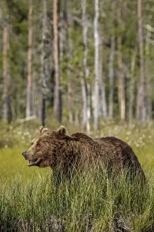 100918: Brown Bear - on forest - Kainuu, Finland