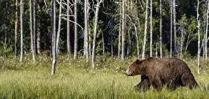 100918: Brown Bear - on forest - Kainuu, Finland