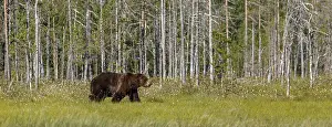 100918: Brown Bear - on forest - Kainuu, Finland