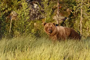 100918: Brown Bear - on forest - Kainuu, Finland