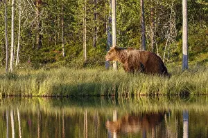 100918: Brown Bear - on forest - Kainuu, Finland