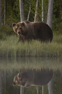 100918: Brown Bear - on forest - Kainuu, Finland