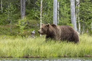 100918: Brown Bear - on forest - Kainuu, Finland