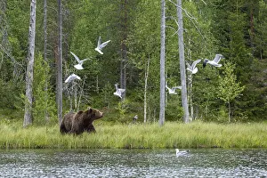 100918: Brown Bear - on forest - Kainuu, Finland