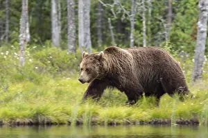 100918: Brown Bear - on forest - Kainuu, Finland