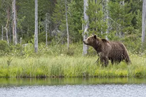 100918: Brown Bear - on forest - Kainuu, Finland