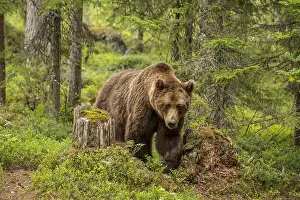 100918: Brown Bear - on forest - Kainuu, Finland