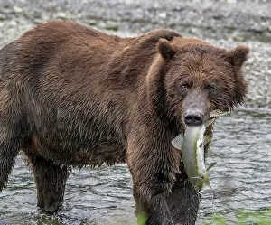Dangerous: Brown bear gets ready for a salmon lunch