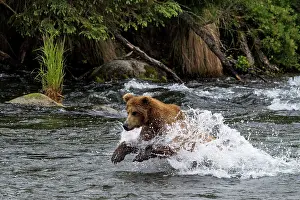 Renato Granieri: Brown Bear hunting for Salmon (Salmo sp.) in the river