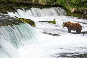 Renato Granieri: Brown Bear hunting for Salmon (Salmo sp.) in the river
