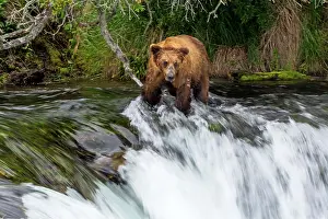 Renato Granieri: Brown Bear hunting for Salmon (Salmo sp.) in the waterfalls
