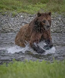Dangerous: Brown bear jumps at a salmon at Pack Creek