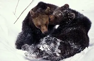 Wrestling: Brown bear - Juveniles playing in snow