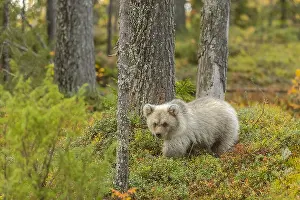 130319: Brown bear - a very light coloured new bear cub