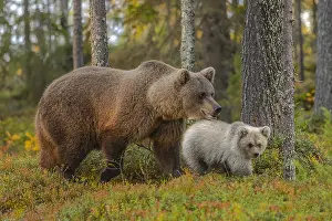 130319: Brown bear - mother bear with new cub in colourful