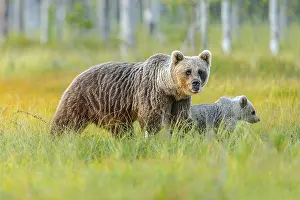 130319: Brown bear - mother bear with new cub in swampy