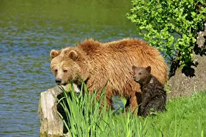 Lakeshore: Brown Bear - mother and cub standing at lakeshore