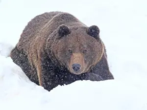 Bayerischer: brown bear-old male is lying in snow, Bayerischer