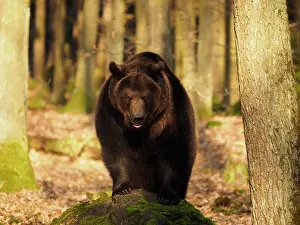 Sm280617: Brown Bear- old male on a rock looking, Czech Republic
