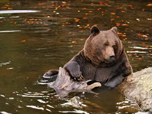 040319: Brown Bear-old male sitting in Water, Bayerischer