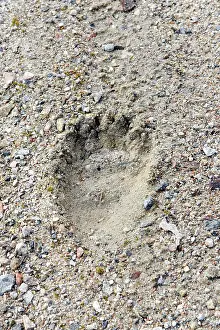 Pugmarks: Brown Bear - paw print