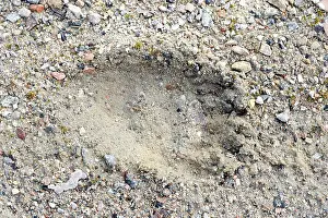 Pugmarks: Brown Bear - paw print