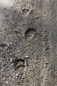 Pugmarks: Brown Bear - paw prints