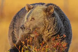 130319: Brown bear - portrait of an adult male bear with