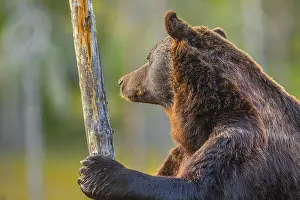 130319: Brown bear - portrait of an adult male bear standing