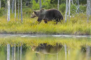 130319: Brown bear - reflecting adult male bear strolling