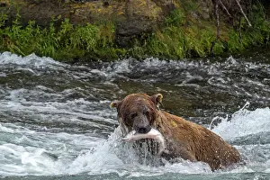 Renato Granieri: Brown Bear with Salmon fish (Salmo sp.) prey in its mouth