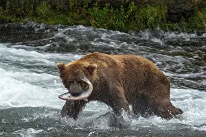 Renato Granieri: Brown Bear with Salmon fish (Salmo sp.) prey in its mouth