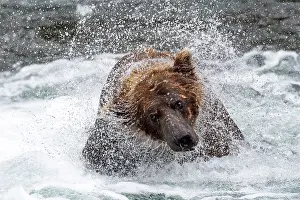 Renato Granieri: Brown Bear shaking its head