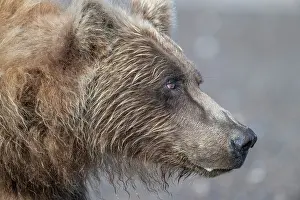 Shows: Brown bear shows its profile
