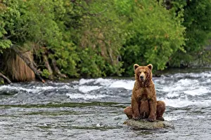 Renato Granieri: Brown Bear sitting on rock in river