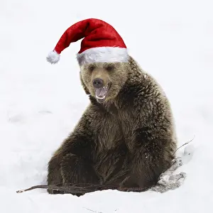 240519: Brown Bear sitting in snow wearing Christmas hat