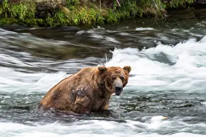 Renato Granieri: Brown Bear sitting in the water