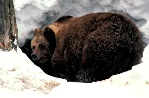 Entering: Brown Bear - In snow, entering cave for hibernation